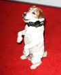 Uggie tendrá en un libro todas sus historias