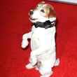 Uggie tendrá en un libro todas sus historias Uggie tendrá en un libro todas sus historias